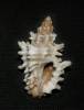 Muricopsis cristata
