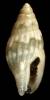 Seminella comistea