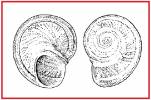 Solariorbis schumoi