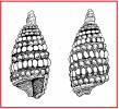 Prolixodens ara