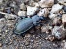 Carabus pedemontanus