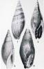 Strigatella ambigua