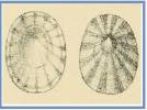 Tectura virginea