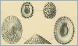 Testudinalia testudinalis