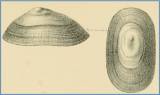 Lottia instabilis