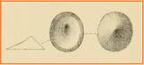 Lottia subrotundata