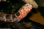 Shinisaurus crocodilurus - krokodýlovec čínský