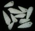 Bittium lacteum