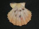 Mirapecten mirificus