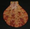 Anguipecten superbus