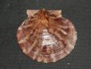 Lissochlamys exotica