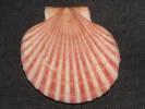 Aequipecten glyptus