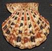 Excellichlamys histrionica