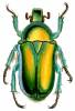 Rhomborhina mellyi mellyi
