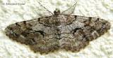 Peribatodes secundaria