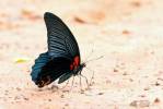 Papilio memnon agenor