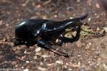 Chalcosoma chiron