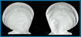Hyalopecten neoceanicus