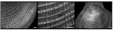 Hyalopecten vityazi