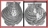 Hyalopecten arntzi