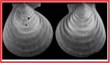 Hyalopecten pudicus
