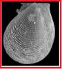 Hyalopecten mireilleae