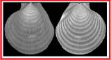 Hyalopecten abyssalis