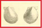 Hyalopecten parvulinus