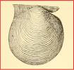 Hyalopecten strigillatus