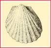 Limea bronniana