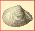 Tindariopsis agathida