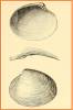Isorropodon smithii