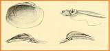 Callogonia leeana