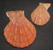 Manupecten pesfelis