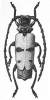 Aphelogaster emini