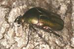 Protaetia cuprea obscura