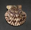 Argopecten ventricosus