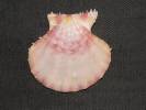 Mirapecten rastellum