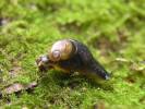Daudebardia rufa