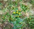 Inula conyzae - oman hnidák