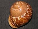 Cyclophorus kibleri