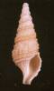 Drillia janseni