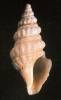 Drillia suxdorfi