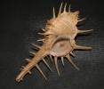 Murex tribulus