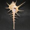 Murex tenuirostrum