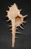 Murex aduncospinosus