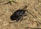 Popillia flavosellata