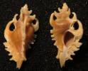 Poropteron debruini