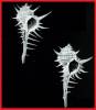 Murex falsitribulus
