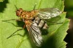 Dexiosoma caninum - nohatka lesní